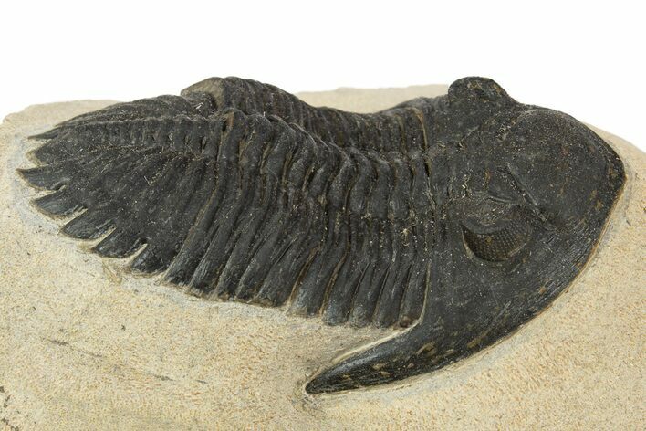 Detailed Hollardops Trilobite - Foum Zguid, Morocco #345164